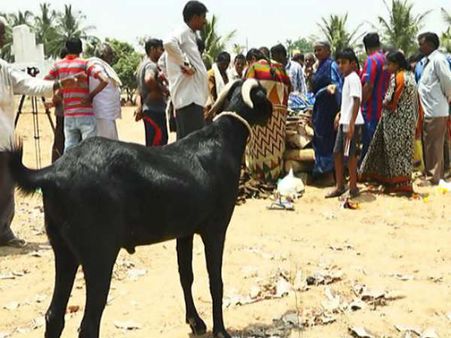ಪ್ರತಿ ಶವಸಂಸ್ಕಾರಕ್ಕೆ ಹಾಜರಾಗುವ ಮೇಕೆಯ ವಿಶಿಷ್ಟ ಕಥೆ
