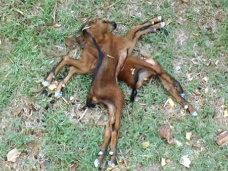 ಚಾಮರಾಜನಗರದಲ್ಲೊಂದು ವಿಚಿತ್ರ ಮೇಕೆಮರಿ ಜನನ