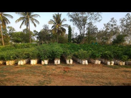 ಬಯಲುಸೀಮೆ ಗೌರಿಬಿದನೂರಲ್ಲಿ ಹಸಿರು ಕ್ರಾಂತಿ