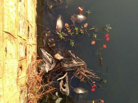 ಸಾವಿರಾರು ಮೀನು ಸಾವು: ಹೆಬ್ಬಾಳ ಕೆರೆಗೂ ಮಾಲಿನ್ಯದ ಕಳಂಕ?