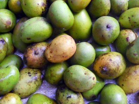 ಅಳಿವಿನಂಚಿನತ್ತ ಮಲೆನಾಡಿನ ಕಾಡುಮಾವು