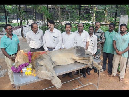 ಘರ್ಜನೆ ನಿಲ್ಲಿಸಿದ ಮೈಸೂರು ಮೃಗಾಲಯದ ಸಿಂಹ 'ಶಂಕರ್'
