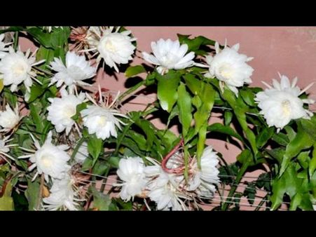 ಪುಷ್ಪಲೋಕದ ವಿಸ್ಮಯ ‘ಬ್ರಹ್ಮಕಮಲ’