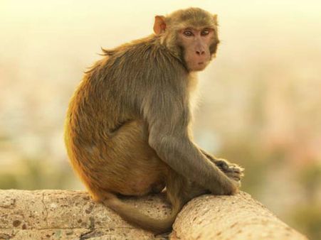 ಕಿಲಾಡಿ ಮಂಗ, ಆಭರಣ ಮಳಿಗೆಯಿಂದ ಹಣ ದೋಚಿತು!