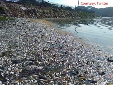 ಹಲಸೂರು ಕೆರೆ ಶುದ್ಧೀಕರಣಕ್ಕೆ 20 ದಿನ ಗಡುವು