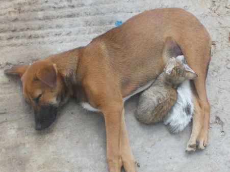 ಬೆಕ್ಕಿನ ಮರಿಗೆ ಹಾಲೂಡಿಸಿ ವಾತ್ಸಲ್ಯ ಮೆರೆದ ಬೀದಿ ನಾಯಿ!