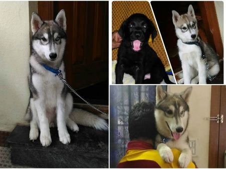 ಶ್ವಾನಪ್ರಿಯರಲ್ಲದವರು ಈ ಲೇಖನ ಓದಬೇಡಿ!