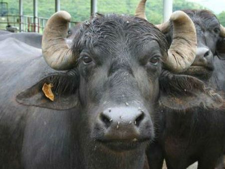 ನ್ಯಾಮತಿ ಸಮೀಪ ದೇವರ ಕೋಣದ ಉಪಟಳಕ್ಕೆ ಗ್ರಾಮಸ್ಠರು ಥಂಡಾ