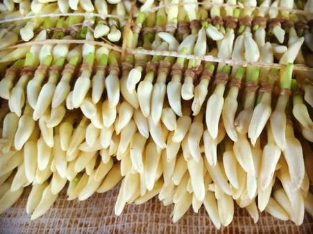 ಬೆಲೆ ಏರಿಕೆ ನಿರೀಕ್ಷೆಯಲ್ಲಿ ಕರಾವಳಿ ಮಲ್ಲಿಗೆ ಬೆಳೆಗಾರರು