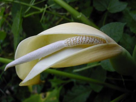 ನಾಗರ ಪಂಚಮಿ, ಮಾರುಕಟ್ಟೆಯಲ್ಲಿ ಕೇದಗೆ ಘಮ