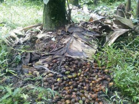 ಅಡಿಕೆ ಪಾಲಿಗೆ ಕೊಳೆ ರೋಗಕ್ಕೆ ಮಳೆ ಜೊತೆಯಾಗಿದೆ