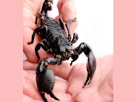 ವೃಶ್ಚಿಕ ರಾಶಿಗೆ ಗೋಲ್ಡನ್ ಟೈಮ್, ಕಡೆಗೂ ಬಂದ ಗುರುಬಲ