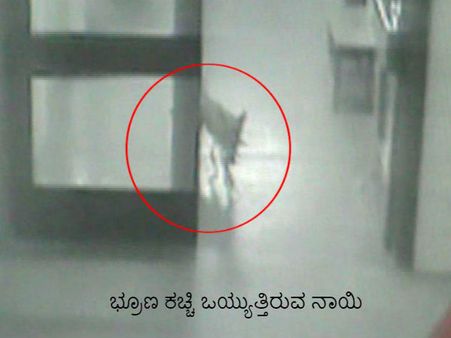ಸರಕಾರಿ ಆಸ್ಪತ್ರೆಗೆ ನುಗ್ಗಿ ಭ್ರೂಣ ಹೊತ್ತೊಯ್ದ ನಾಯಿ!