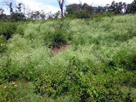 ಬಂಡೀಪುರ ಅರಣ್ಯಕ್ಕೆ ಲಂಟಾನ ಕಾಟ, ಪ್ರಾಣಿಗಳ ಪಾಡು ಕೇಳೋರ್ಯಾರು?