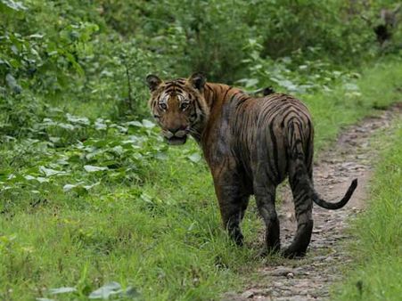 'ಜಂಗಲ್ ಡೈರಿ'-ಇದು ಗಗನ್ ನ ಕನಸಿಗೆ ದಾರಿ
