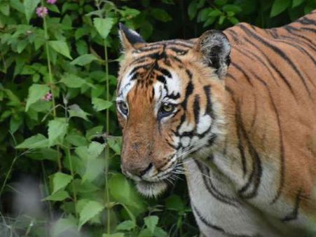 ಬಂಡೀಪುರದಲ್ಲಿ 'ಪ್ರಿನ್ಸ್' ಹುಲಿ ಕಂಡಾಗ ಕುಪ್ಪಳಿಸಿದ ಮನ