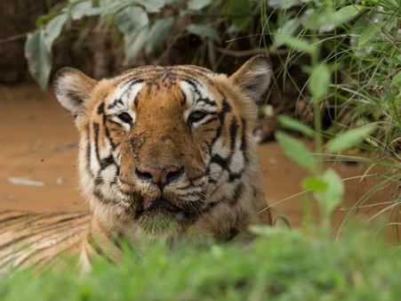 ಬಂಡೀಪುರದ 'ರಾಜಾ ಹುಲಿ' ಬಂದರೆ ಎಂಥ ಗಾಡಿಯೂ ಸೈಡಿಗೆ