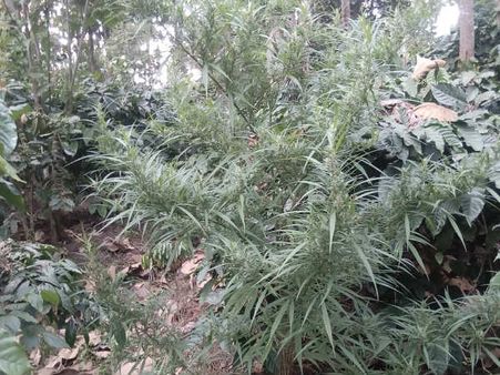 ಸುಂಟಿಕೊಪ್ಪದ ಕಾಫಿ ತೋಟದಲ್ಲಿ ಗಾಂಜಾ ಬೆಳೆದಿದ್ದವನ ಬಂಧನ