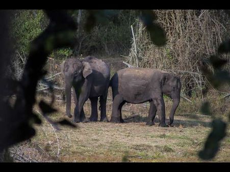 2 ಸಾವಿರ ನೋಟಿನಲ್ಲಿ ಆನೆ, ನವಿಲು, ತಾವರೆ ಏಕಿವೆ?