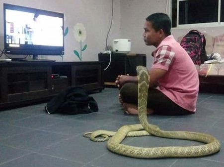 ಹಾವಿನೊಂದಿಗೆ ನಿಶ್ಚಿತಾರ್ಥ, ಮದುವೆ, ಸರಸ, ಹನಿಮೂನ್!