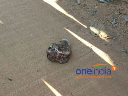 ಮಂಗಳೂರು, ಅಶ್ವತ್ಥ ಕಟ್ಟೆಯಲ್ಲಿ ದನದ ರುಂಡ ಪತ್ತೆ