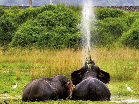 ಗಜ ಬದುಕಿನ ರೋಚಕ ಸಂಗತಿಗಳ ಇಷ್ಟಿಷ್ಟೇ ವಿವರಗಳು...