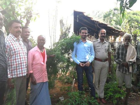 ಮನೆಯ ಹಿತ್ತಲಲ್ಲೇ ಗಾಂಜಾ ಬೆಳೆದು ಸಿಕ್ಕಿಬಿದ್ದ ಭೂಪ!