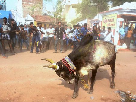 ರಾಹುಲ್ ಕಡ್ಲೇಕಾಯಿ, ಅಖಿಲೇಶ್ಗೆ ಸೈಕಲ್, ಜಲ್ಲಿಕಟ್ಟಿನ ಗೂಳಿ