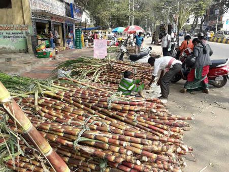 ಸಾಂಸ್ಕೃತಿಕ ನಗರಿಯಲ್ಲಿ ಸಂಕ್ರಾಂತಿಯ ಸಂಭ್ರಮ !