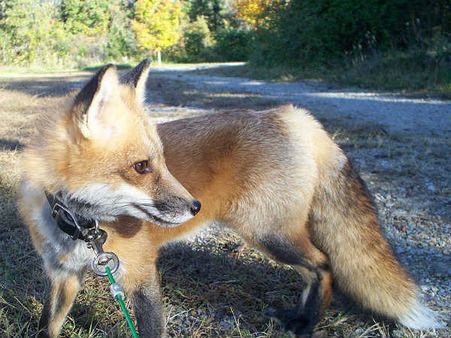 ಗೂಳಿ ಜಾಗದಲ್ಲಿ ನರಿ; ಸೇಲಂನಲ್ಲಿ ಹೀಗೊಂದು ವಿಚಿತ್ರ ಜಲ್ಲಿಕಟ್ಟು!