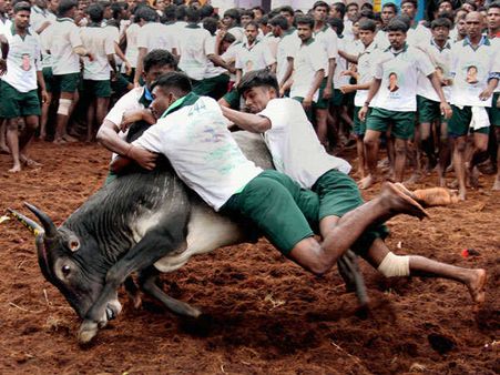 ಜಲ್ಲಿಕಟ್ಟು: ಮದುರೈನ ಅಲಂಗನಲ್ಲೂರಿನಲ್ಲಿ 500 ಜನರ ಬಂಧನ