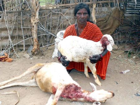 ಬೀದಿನಾಯಿಗಳ ದಾಳಿಗೆ ಕುರಿಗಳು ಬಲಿ!