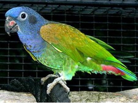 ಕುಂದಾಪುರ ವ್ಯಕ್ತಿಯಿಂದ ಅಪರೂಪದ ನೀಲಿ ತಲೆ ಗಿಳಿ ವಶಕ್ಕೆ!