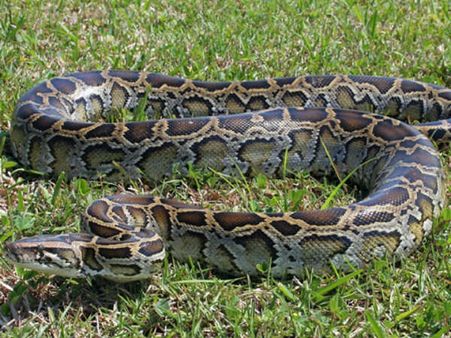 ತಮಿಳುನಾಡಲ್ಲಿ ಹಾವು ಹಿಡೀತಿದ್ದವರಿಗೆ 'ಪುಂಗಿ' ಊದಿದ ಅಮೆರಿಕ