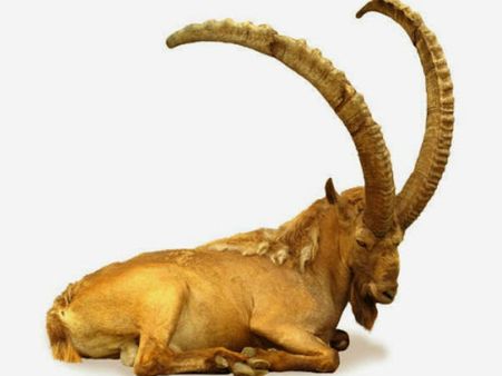 ಮಕರ ವರ್ಷ ಭವಿಷ್ಯ: ಸಮಸ್ಯೆಗಳೆಲ್ಲ ಸರಾಗವಾಗಿ ಸರಿದು, ಬದುಕು ಬೊಂಬಾಟ್