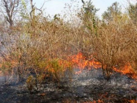 ಬಂಡೀಪುರದಲ್ಲಿನ್ನೂ ಆರದ ಬೆಂಕಿ : ಅಪಾರ ಅರಣ್ಯ ಸಂಪತ್ತು ನಾಶ