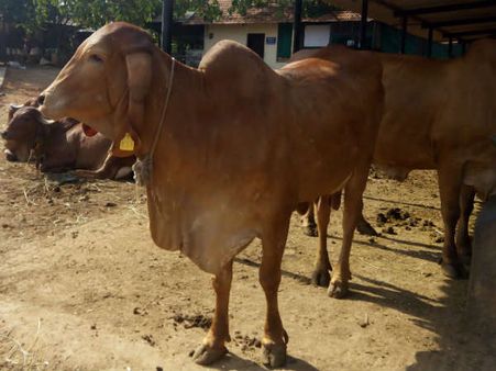 ಹೋರಿಗಳ ವೀರ್ಯ ಸಂಸ್ಕರಣೆಗೆ 3 ಕೋಟಿ ರು ಅನುದಾನ