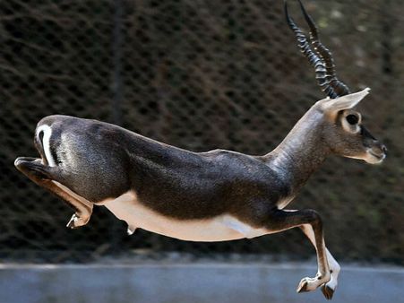 ಮಧುಗಿರಿಯ ಜಯಮಂಗಲಿಯಲ್ಲಿ ಕೃಷ್ಣಮೃಗ ನೋಡುವುದೇ ಚಂದ