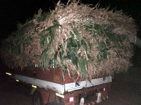 ಬರದಲ್ಲೂ ನೆರೆರಾಜ್ಯಕ್ಕೆ ಅಕ್ರಮ ಮೇವು ಸಾಗಾಟ