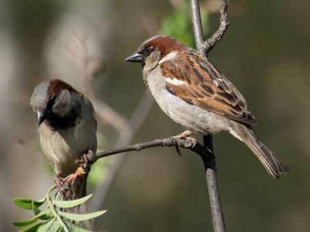 ಅರ್ಥಕೋಶದಿಂದ ಆಚೆ ಜಿಗಿದ ಪಾಪ ಗುಬ್ಬಚ್ಚಿ