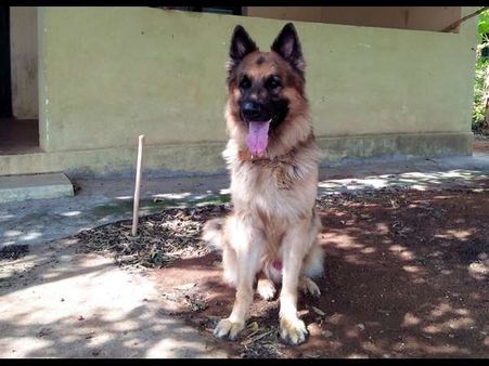 ಶ್ವಾನ ಪ್ರಿಯರೇ ಈ ಶ್ವಾನದ ಬುದ್ಧಿಮತ್ತೆಗೆ ನೀವೇನಂತೀರಿ?