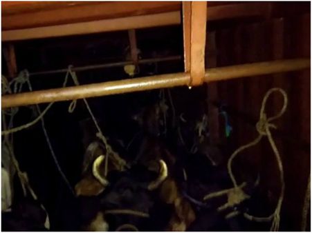 100 ಜಾನುವಾರುಗಳನ್ನು ರಕ್ಷಿಸಿದ ಮಂಡ್ಯ ಪೊಲೀಸರು