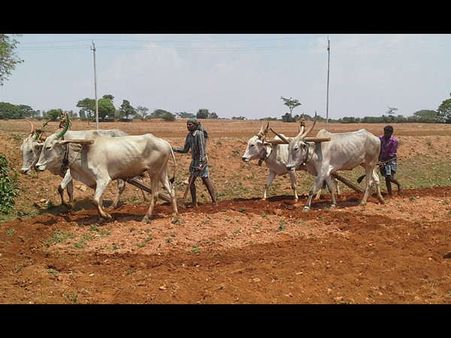 ಚುನಾವಣೆ ಗುಂಗಿನಿಂದ ಜಮೀನು ಕಡೆ ಹೊರಳಿದ ರೈತರು!