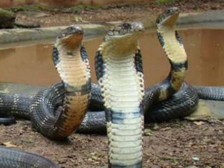 ಬಿರು ಬೇಸಿಗೆಯಲ್ಲೂ ಪಿಲಿಕುಳದಲ್ಲಿ ಪ್ರಾಣಿಗಳು ಕೂಲ್.. ಕೂಲ್..!