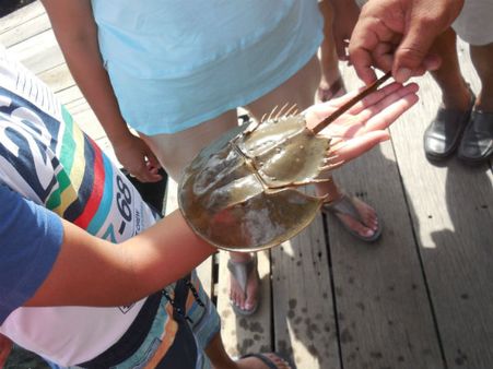 ರಜೆಯ ಮಜಕ್ಕಾಗಿ 'ಲ್ಯಾನ್ಗ್ ಕಾವಿ' ಎಂಬ ಮಾಂತ್ರಿಕ ದ್ವೀಪ