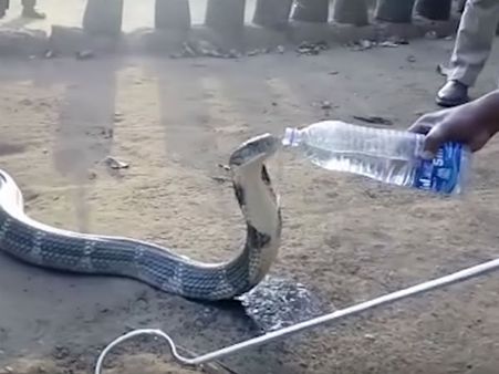 ಕೋಬ್ರಾಗೆ ನೀರು: ವೈರಲ್ ವೀಡಿಯೊ ಹಿಂದಿನ ಅಸಲಿ ಕತೆಯೇನು?