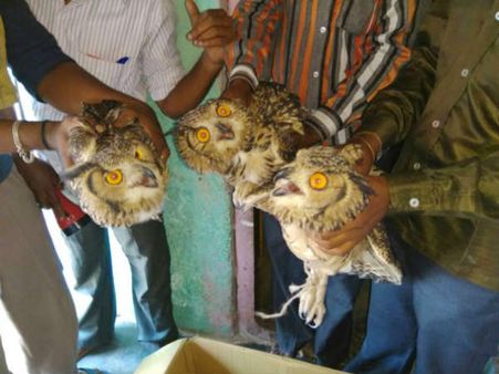 ಬೆಳಗಾವಿಯಲ್ಲಿ ಗೂಬೆಗೂ ಬಂತು ಕೇಡುಗಾಲ!