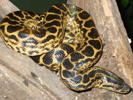 ಹಳದಿ ಜೋಡಿ ಅನಕೊಂಡಗಳ ಆಗಮನಕ್ಕೆ ಕಾದಿದೆ ಪಿಲಿಕುಳ