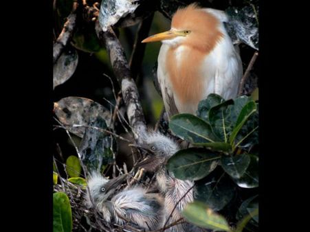 ಅಮ್ಮ ಎನ್ನಲು ಏನೋ ಹರುಷವು ಎನ್ನುತ್ತಿದೆಯೇ ಈ ಮರಿ ಹಕ್ಕಿ!