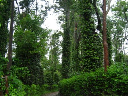 ಕಾಫಿ ಎಸ್ಟೇಟ್ ಮಾಲೀಕರಾಗುವ ಕನಸು ನನಸಾಗುವ ಸಮಯ